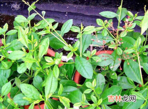 亭叶尖酸是什么,兰花叶尖焦尖是什么原因以及如何处理