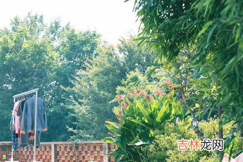 亭叶尖酸是什么,兰花叶尖焦尖是什么原因以及如何处理
