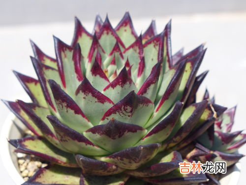 花草冻伤了怎么治疗,植物被冻伤了怎么办 植物被冻伤了如何解决