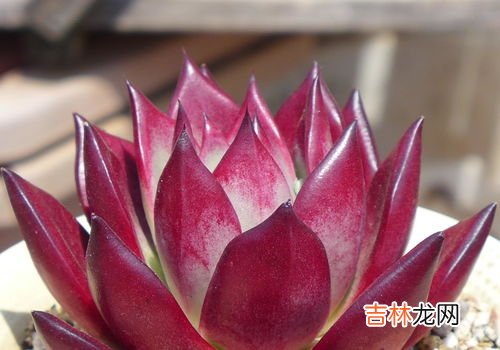 花草冻伤了怎么治疗,植物被冻伤了怎么办 植物被冻伤了如何解决