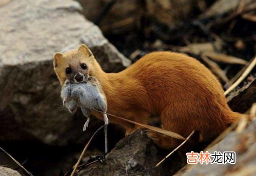 黄鼠狼是不是保护动物,黄鼠狼是保护动物吗