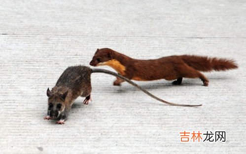 黄鼠狼是不是保护动物,黄鼠狼是保护动物吗