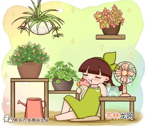 花叶冷水花怎样养殖,冷水花的养殖方法和注意事项大全 冷水花如何养殖