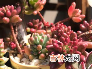 虹之玉锦养殖方法介绍！虹之玉锦这么养更亮丽！,多肉植物虹之玉锦怎么养