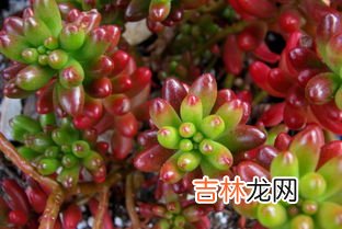 虹之玉锦养殖方法介绍！虹之玉锦这么养更亮丽！,多肉植物虹之玉锦怎么养