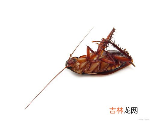 如何防止下水道爬蟑螂,家中卫生间下水道经常有蟑螂爬出来怎么处理啊?