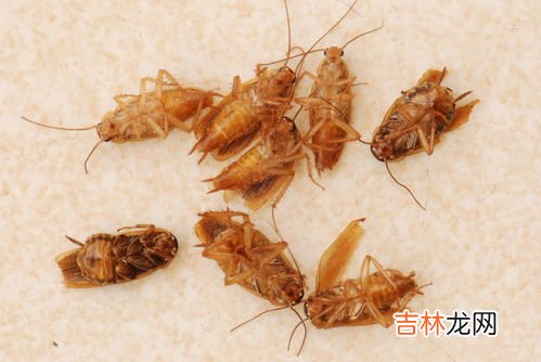 如何防止下水道爬蟑螂,家中卫生间下水道经常有蟑螂爬出来怎么处理啊?