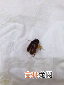 如何防止下水道爬蟑螂,家中卫生间下水道经常有蟑螂爬出来怎么处理啊?