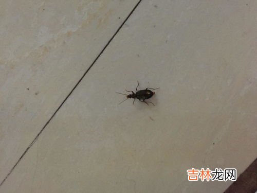 如何防止下水道爬蟑螂,家中卫生间下水道经常有蟑螂爬出来怎么处理啊?