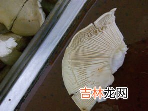 冻蘑菇能吃吗,冻蘑菇冷冻后还能吃吗