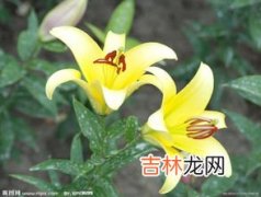 百合花含义是什么意思,百合花的寓意是什么