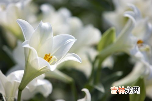 百合花含义是什么意思,百合花的寓意是什么