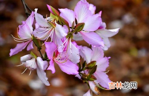 风铃花花语,风铃花的花语是什么