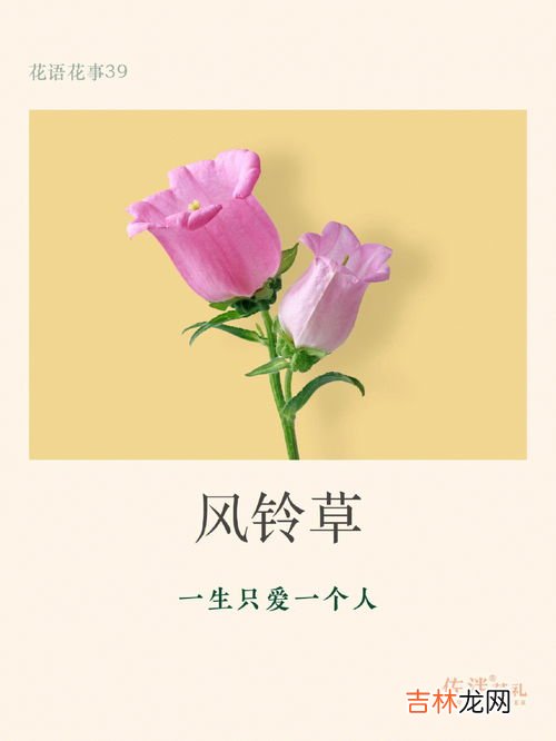 风铃花花语,风铃花的花语是什么