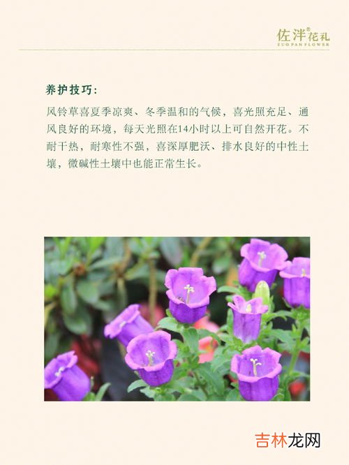 风铃花花语,风铃花的花语是什么