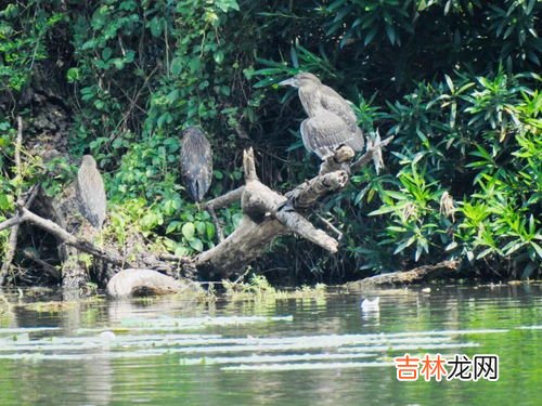 鸟的天堂双引号表示特殊含义,“鸟的天堂”中双引号的作用是什么