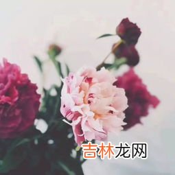 为什么家里不能养芍药花,芍药花家庭种植注意事项是什么？