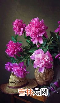 为什么家里不能养芍药花,芍药花家庭种植注意事项是什么？