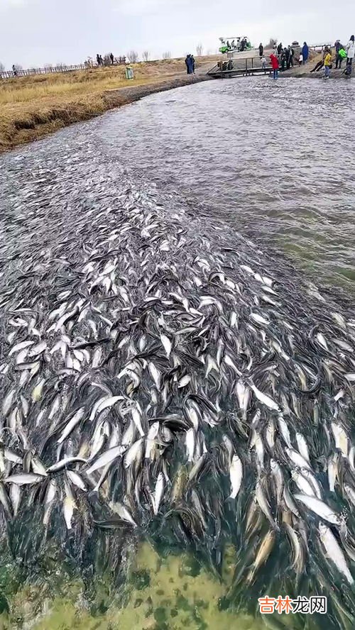 养鱼赚钱吗风险大吗,承包鱼塘挣钱吗，一亩鱼塘放四大家鱼苗的比例
