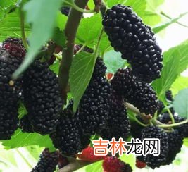 怎么判断桑葚坏了,桑葚有酒味儿是坏了么?
