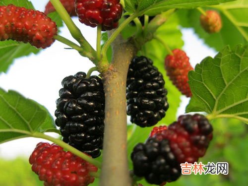 怎么判断桑葚坏了,桑葚有酒味儿是坏了么?