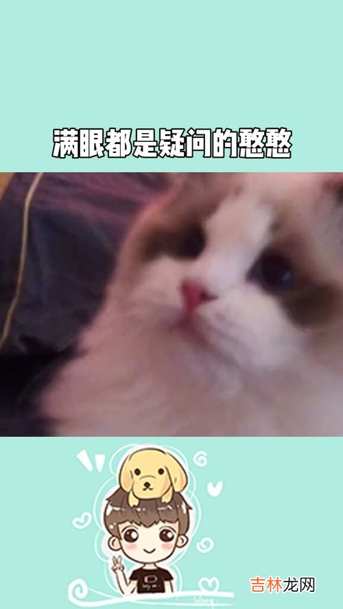 憨憨是什么梗,憨憨是什么意思和梗 憨憨解释