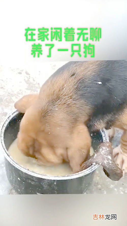 憨憨是什么梗,憨憨是什么意思和梗 憨憨解释