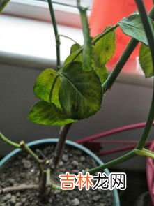 月季花叶子发黄枯萎是怎么回事,月季花叶子发黄枯萎是怎么回事