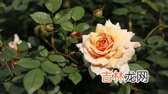 月季花叶子发黄枯萎是怎么回事,月季花叶子发黄枯萎是怎么回事