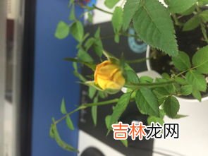 月季花叶子发黄枯萎是怎么回事,月季花叶子发黄枯萎是怎么回事