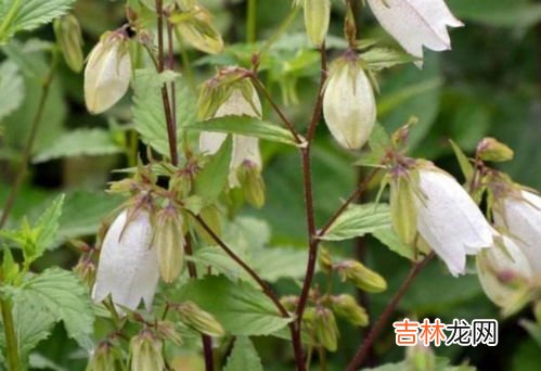 丹麦风铃花的花语和寓意 风铃草有什么作用,紫斑风铃草花语是什么