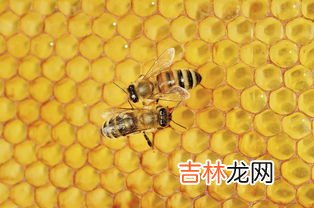 蜂胶的养生功效及吃法,蜂胶的功效与作用及食用方法