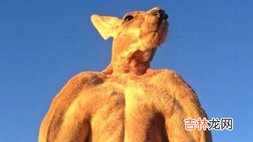 大蒜精与袋鼠精可以一起吃吗,你好，袋鼠精胶囊可以和其它食物一起服用的吗,就是平常的食物?