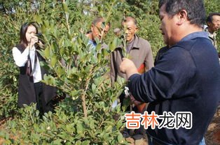 高产油茶的种植方法,油茶种植技术和管理