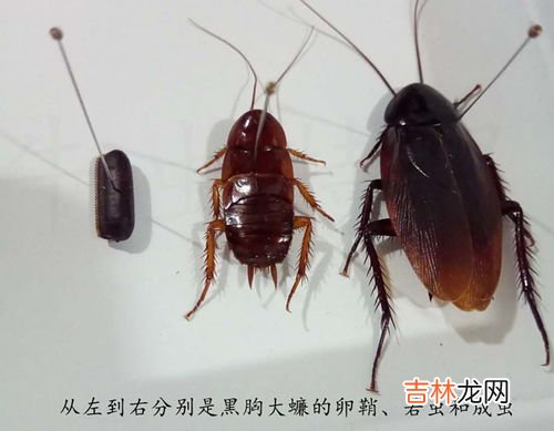 床上有蟑螂怎么办,我的床上有蟑螂,怎么办啊,什么原因