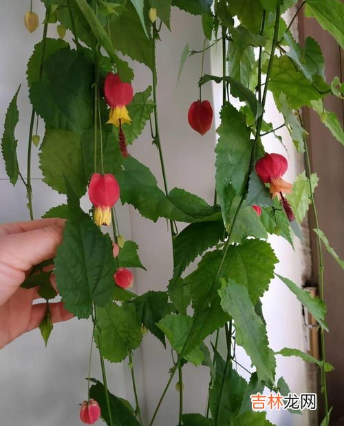 风铃花的养殖方法,风铃花的养殖方法和注意事项 风铃花的养殖方法和注意事项有哪些