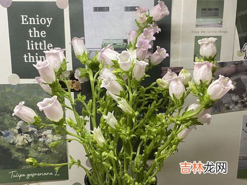 风铃花的养殖方法,风铃花的养殖方法和注意事项 风铃花的养殖方法和注意事项有哪些