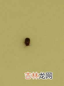 蟑螂会爬到熟睡的人身上吗,蟑螂会靠近熟睡的人吗？