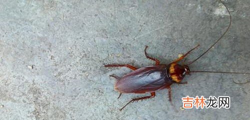 蟑螂会爬到熟睡的人身上吗,蟑螂会靠近熟睡的人吗？