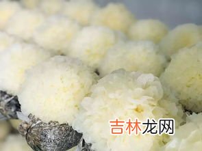 白木耳是银耳吗,白木耳和银耳的区别