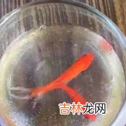 结构胶怕冻吗,结构胶怕冻吗