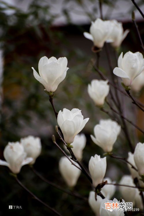 桃花仙人是指,桃花仙人指的是什么？