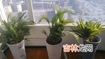 風信子多久澆一次水呢,風信子是不是開一次花就死了