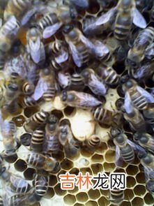 蜂王死了蜂群会跑吗,蜂王死了蜂群是不是就解散了 不会跑会陷入混乱