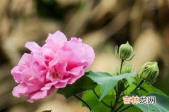 芙蓉花怎样栽培和繁殖,在山西大同买了盆芙蓉花怎养