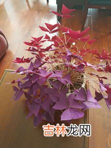 芙蓉花怎样栽培和繁殖,在山西大同买了盆芙蓉花怎养