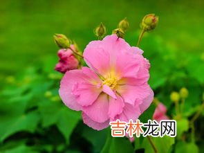 芙蓉花怎样栽培和繁殖,在山西大同买了盆芙蓉花怎养