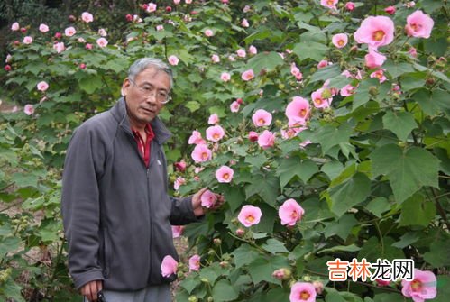 芙蓉花怎样栽培和繁殖,在山西大同买了盆芙蓉花怎养