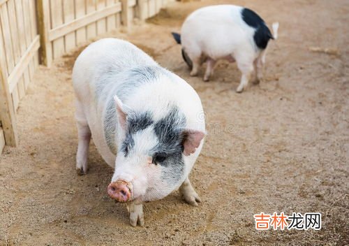 赶猪的最佳方法,幼儿园教案：赶小猪