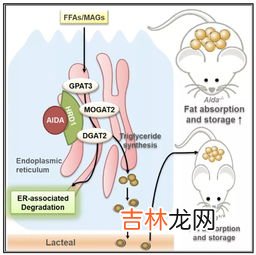 咋吃都不胖可能是基因突变吗,那些吃不胖的人和基因到底有没有关系？